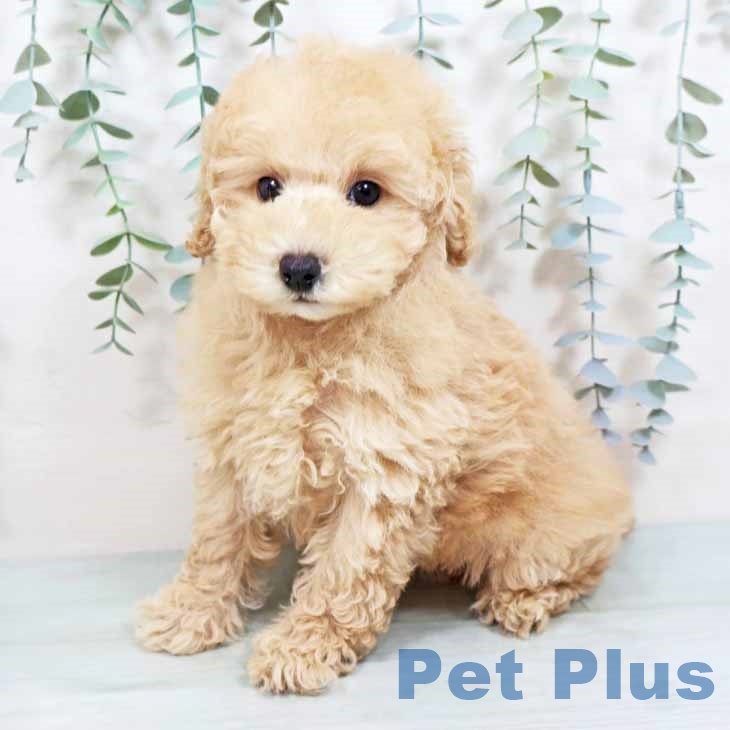 大阪府のトイプードル(トイ) (ペットプラス 堺鉄砲町店/2025年8月20日生まれ/女の子/ペールフォーン)の子犬の2枚目の画像