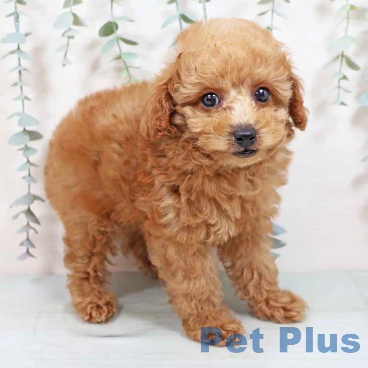 大阪府のトイプードル(トイ) (ペットプラス 大阪ドームシティ店/2025年8月23日生まれ/男の子/レッドフォーン)の子犬