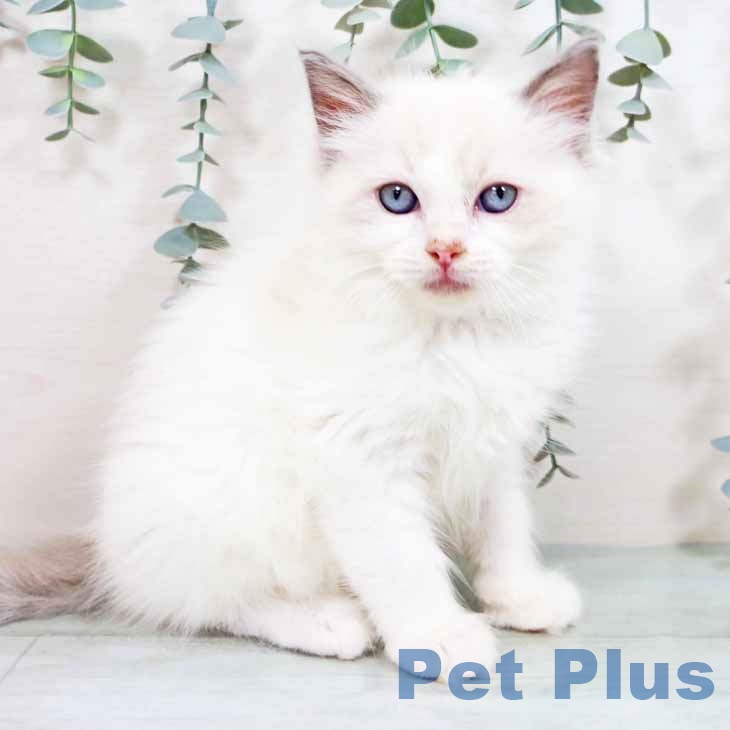 沖縄県のラグドール (ペットプラス 沖縄ライカム店/2025年8月26日生まれ/男の子/ブルーポイントバイカラー)の子猫の1枚目の画像
