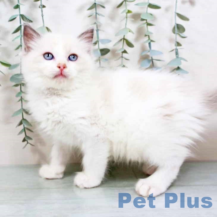 沖縄県のラグドール (ペットプラス 沖縄ライカム店/2025年8月26日生まれ/男の子/ブルーポイントバイカラー)の子猫の2枚目の画像