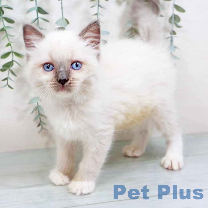 福岡県のラグドール (ペットプラス 八幡東店/2025年8月26日生まれ/女の子/ブルーポイントミテッド)の子猫
