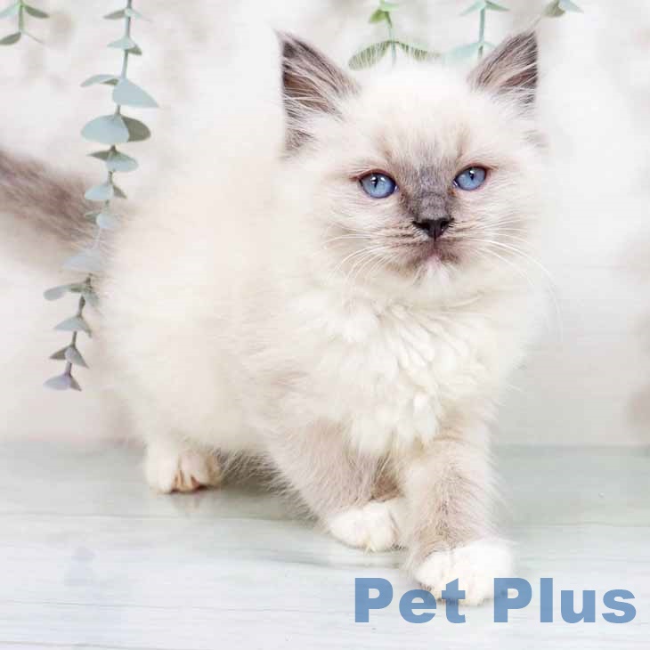 愛媛県のラグドール (ペットプラス 新居浜店/2025年8月25日生まれ/女の子/ブルーポイントミテッド)の子猫の1枚目の画像