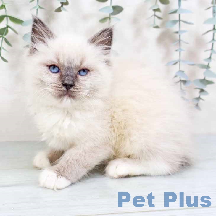 愛媛県のラグドール (ペットプラス 新居浜店/2025年8月25日生まれ/女の子/ブルーポイントミテッド)の子猫の2枚目の画像