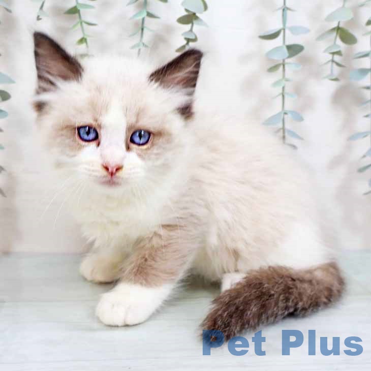 岡山県のラグドール (ペットプラス 岡山店/2025年8月25日生まれ/男の子/シールポイントバイカラー)の子猫の1枚目の画像