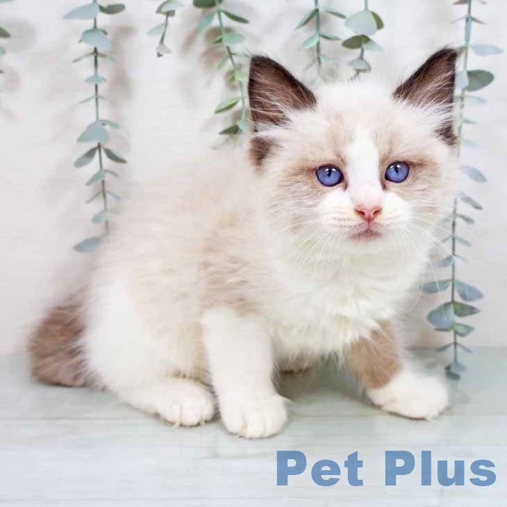 岡山県のラグドール (ペットプラス 岡山店/2025年8月25日生まれ/男の子/シールポイントバイカラー)の子猫の2枚目の画像
