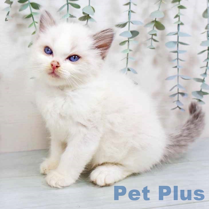 大阪府のラグドール (ペットプラス 鶴見店/2025年8月25日生まれ/男の子/ブルーポイントバイカラー)の子猫の1枚目の画像