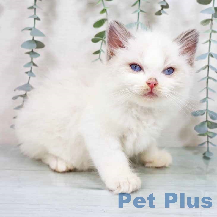 大阪府のラグドール (ペットプラス 鶴見店/2025年8月25日生まれ/男の子/ブルーポイントバイカラー)の子猫の2枚目の画像
