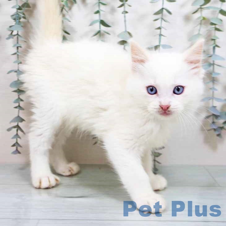 香川県のラグドール (ペットプラス 綾川店/2025年8月25日生まれ/男の子/クリームポイントバイカラー)の子猫の1枚目の画像