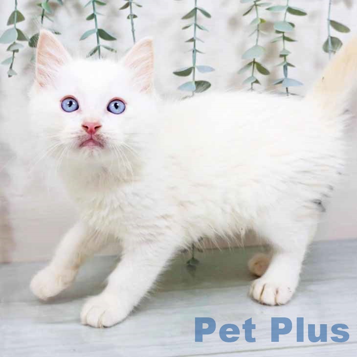 香川県のラグドール (ペットプラス 綾川店/2025年8月25日生まれ/男の子/クリームポイントバイカラー)の子猫の2枚目の画像