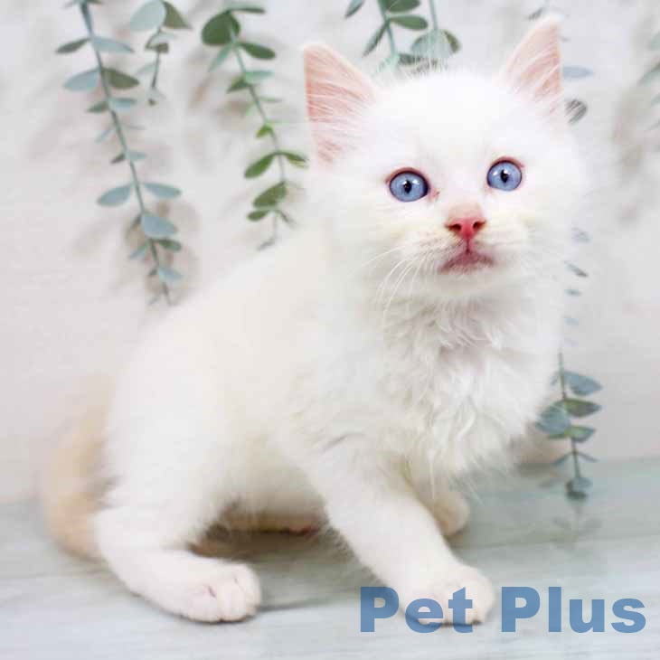 福岡県のラグドール (ペットプラス 黒崎店/2025年8月25日生まれ/男の子/クリームポイントバイカラー)の子猫の1枚目の画像