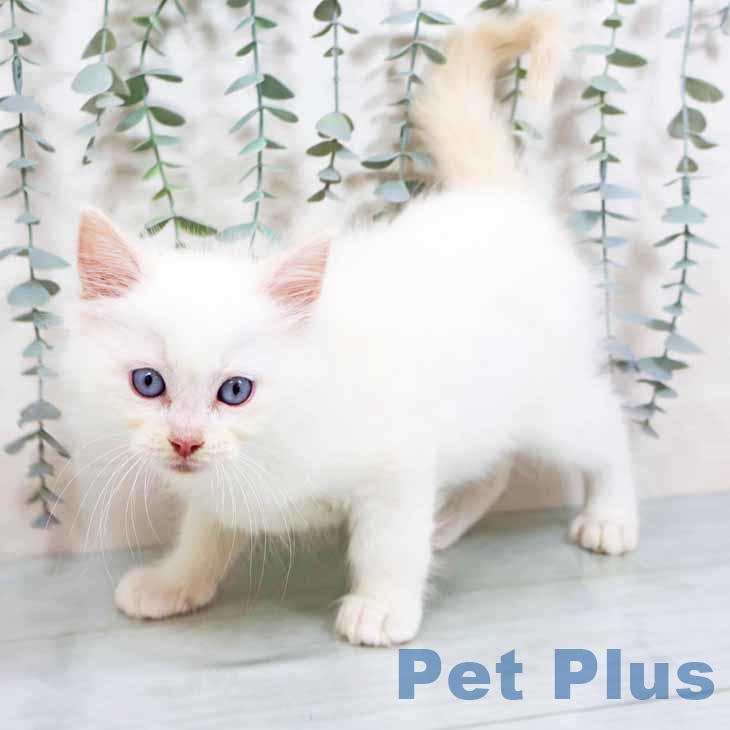 福岡県のラグドール (ペットプラス 黒崎店/2025年8月25日生まれ/男の子/クリームポイントバイカラー)の子猫の2枚目の画像
