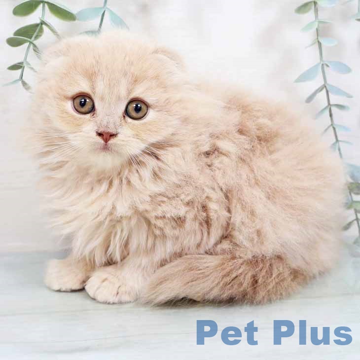 スコティッシュフォールド