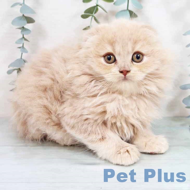 スコティッシュフォールドの写真2