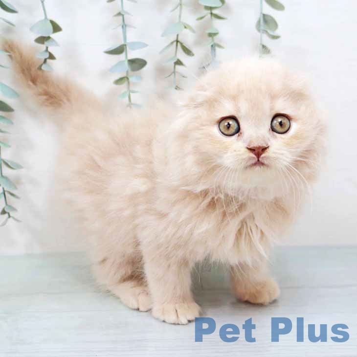 スコティッシュフォールド