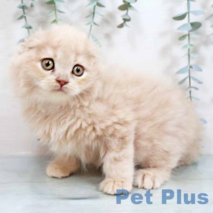 スコティッシュフォールドの写真2