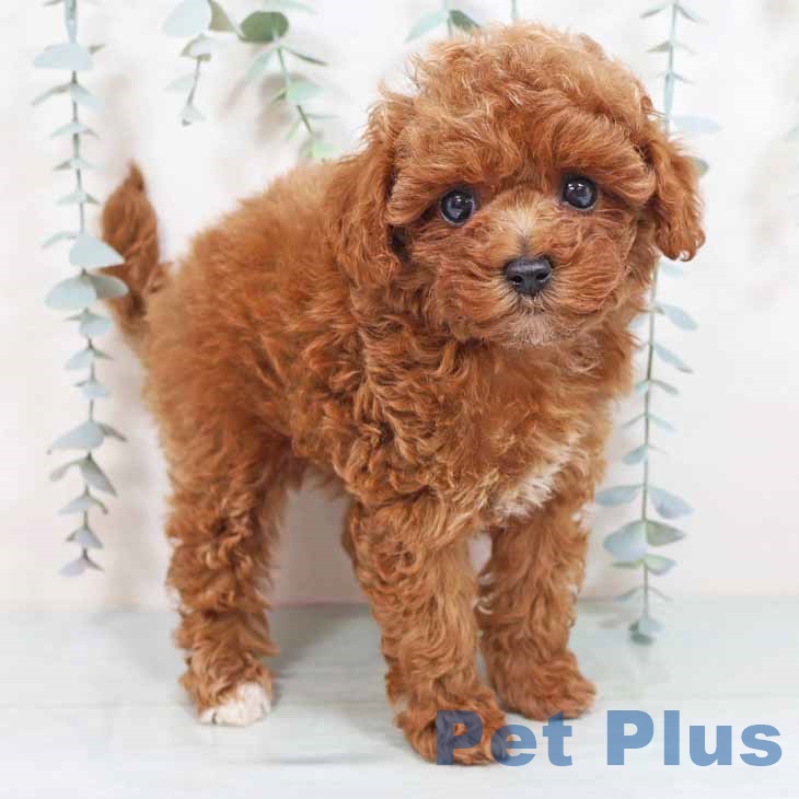 和歌山県のトイプードル(トイ) (ペットプラス 和歌山店/2025年8月26日生まれ/女の子/レッドフォーン)の子犬の1枚目の画像