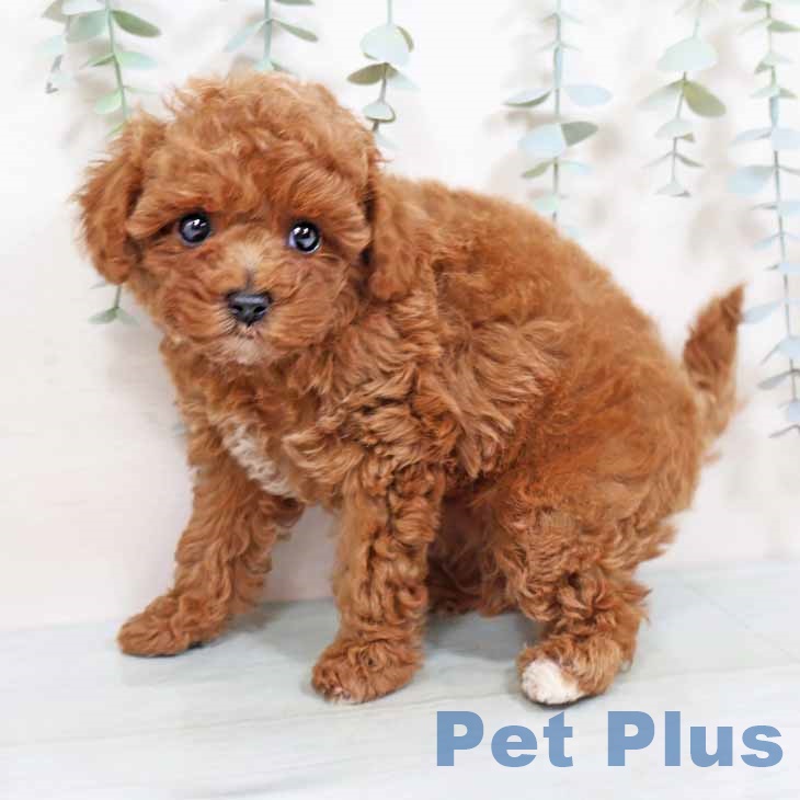 和歌山県のトイプードル(トイ) (ペットプラス 和歌山店/2025年8月26日生まれ/女の子/レッドフォーン)の子犬の2枚目の画像