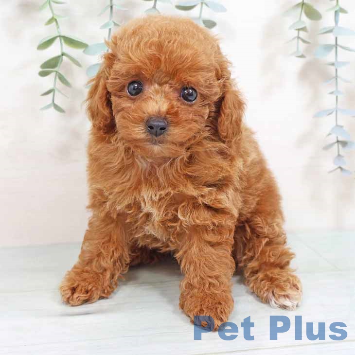 トイ・プードル