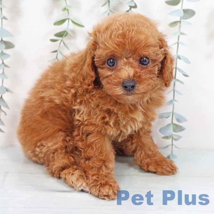 トイ・プードルの写真2