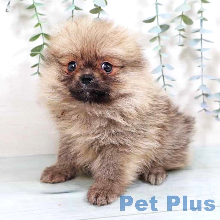 ポメラニアンの写真2