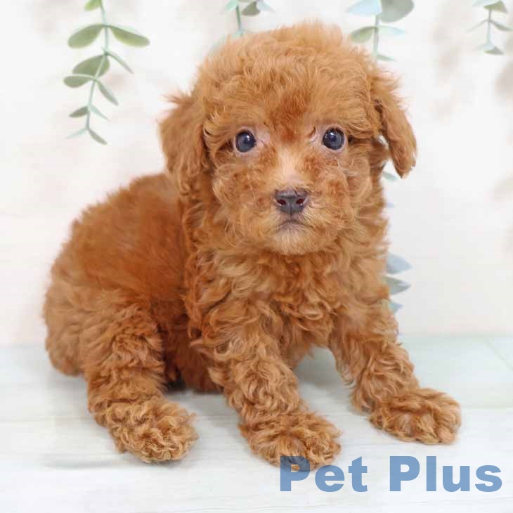 トイ・プードル