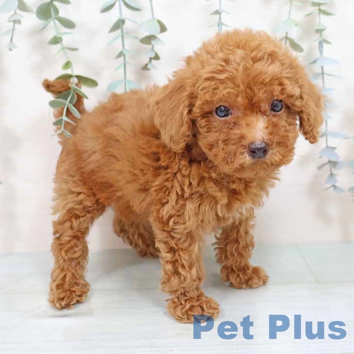 トイ・プードル