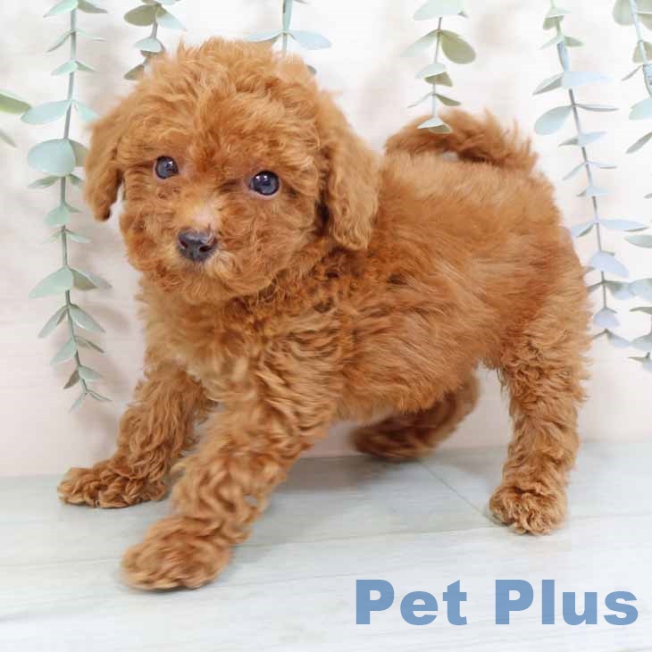 トイ・プードルの写真2