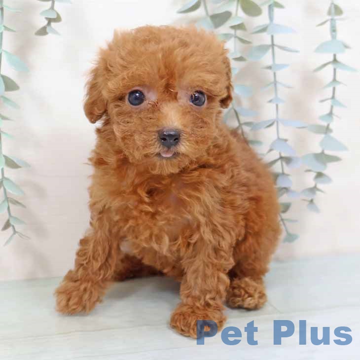 トイ・プードル