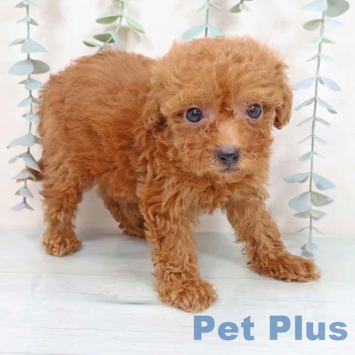 トイ・プードルの写真2