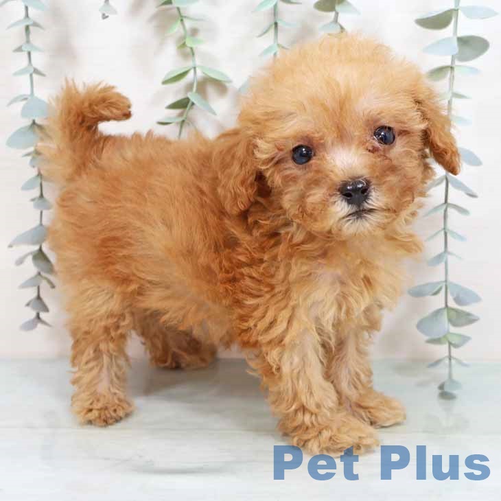 トイ・プードル