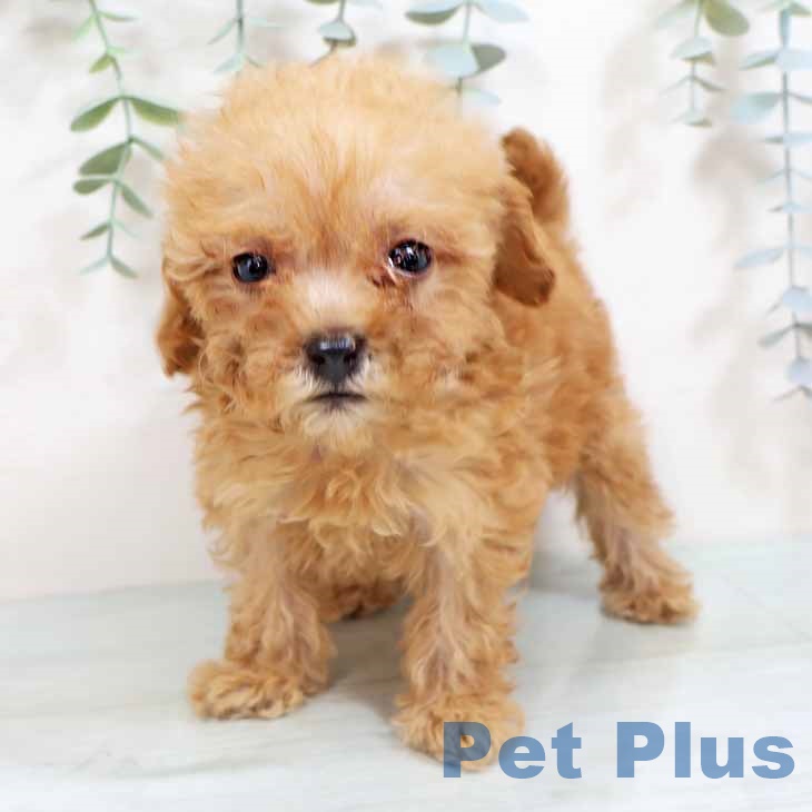 トイ・プードルの写真2