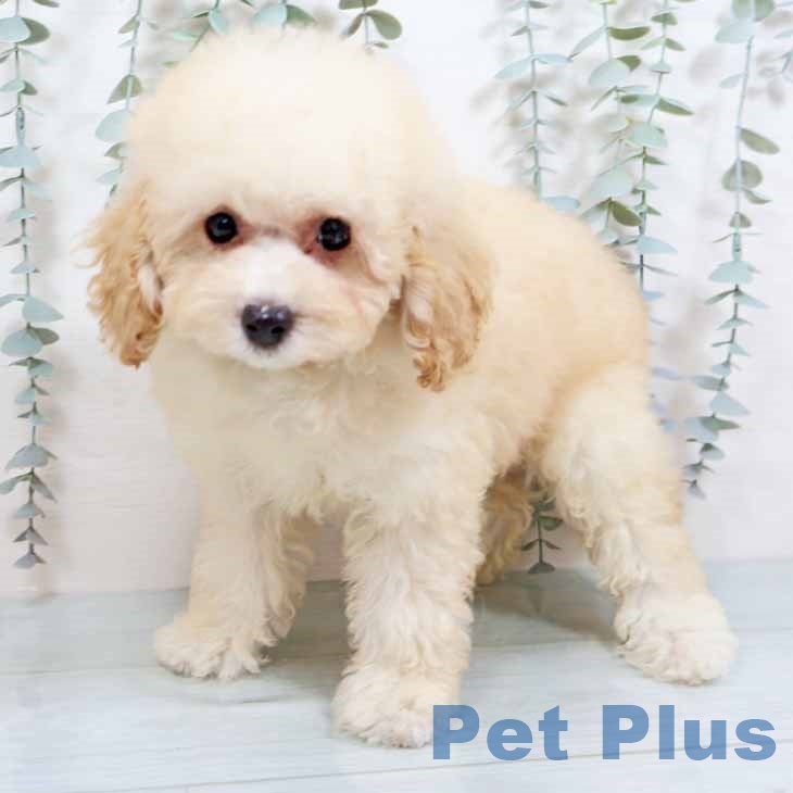 奈良県のトイプードル(トイ) (ペットプラス 大和郡山店/2025年8月14日生まれ/女の子/クリーム)の子犬の1枚目の画像