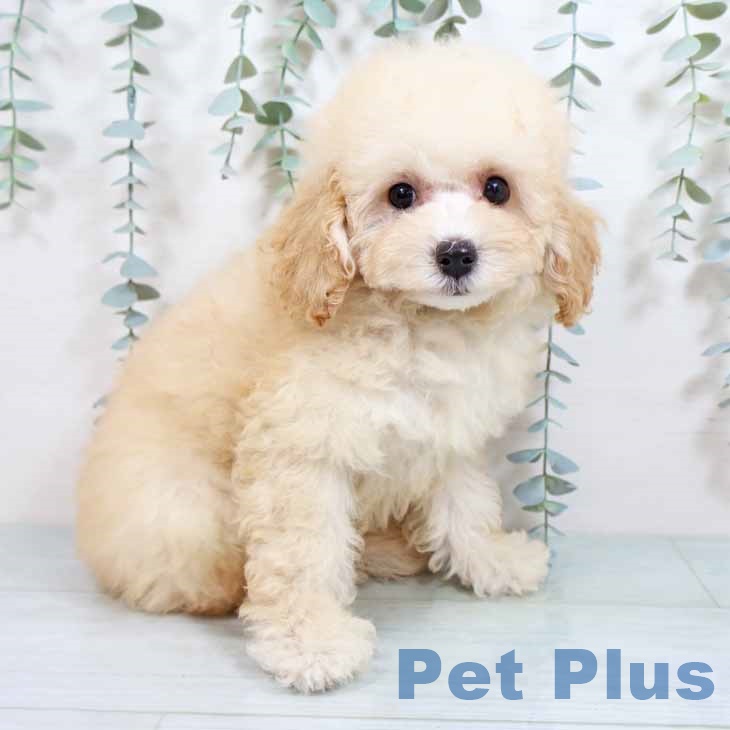 奈良県のトイプードル(トイ) (ペットプラス 大和郡山店/2025年8月14日生まれ/女の子/クリーム)の子犬の2枚目の画像