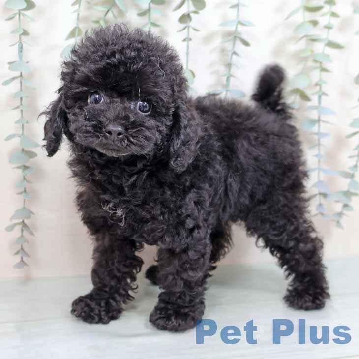 トイ・プードル