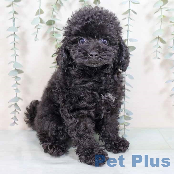 トイ・プードルの写真2