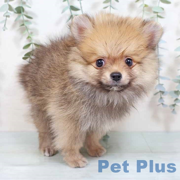 大阪府のポメラニアン (ペットプラス りんくう泉南店/2025年8月25日生まれ/男の子/オレンジセーブル)の子犬