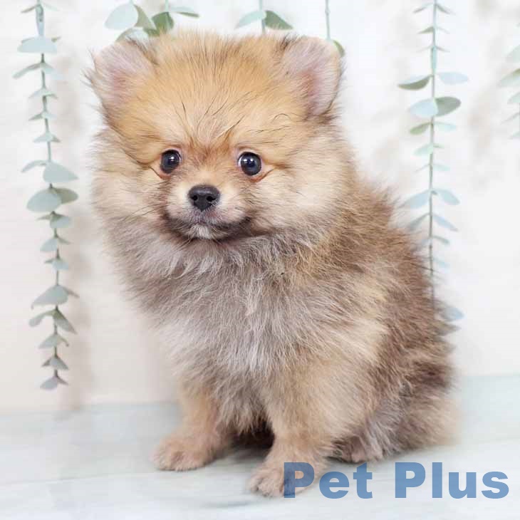 ポメラニアンの写真2