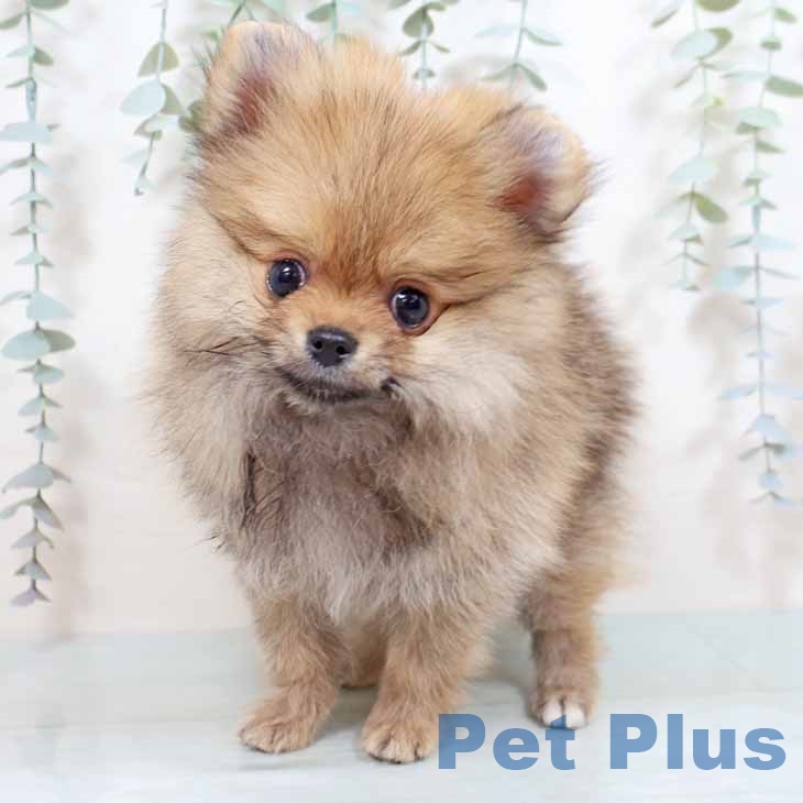 ポメラニアンの写真2