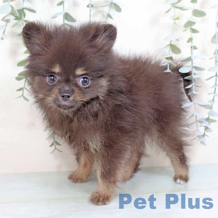 ポメラニアンの写真2