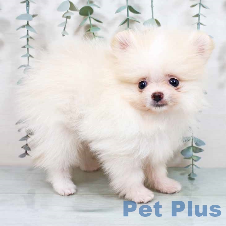 ポメラニアンの写真2