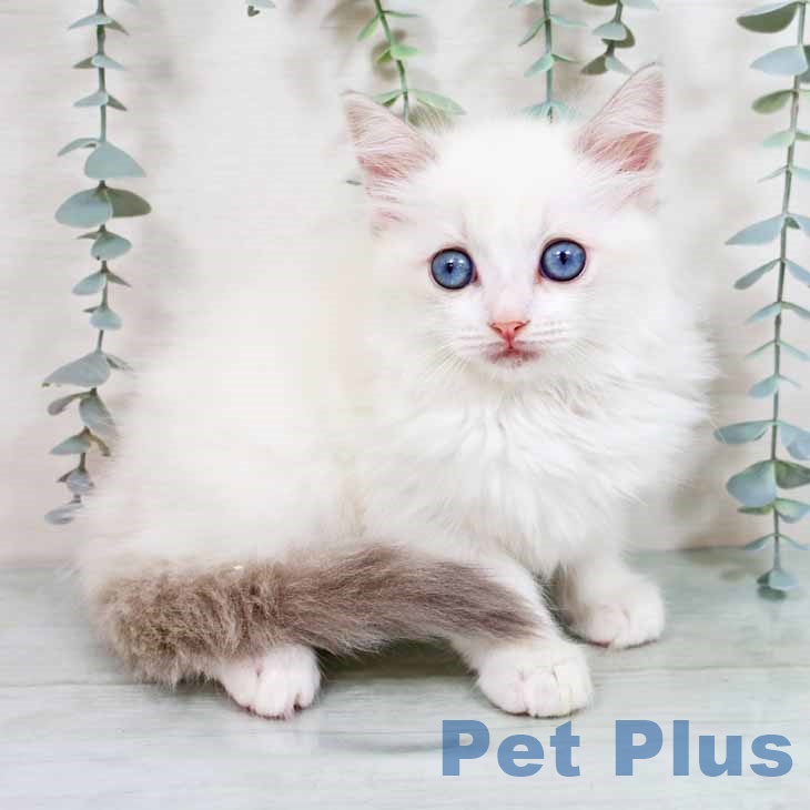 鳥取県のラグドール (ペッツワン 日吉津店/2025年8月26日生まれ/女の子/ブルーポイントバイカラー)の子猫の1枚目の画像