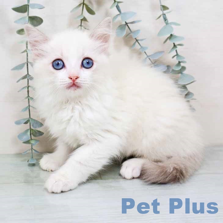 鳥取県のラグドール (ペッツワン 日吉津店/2025年8月26日生まれ/女の子/ブルーポイントバイカラー)の子猫の2枚目の画像