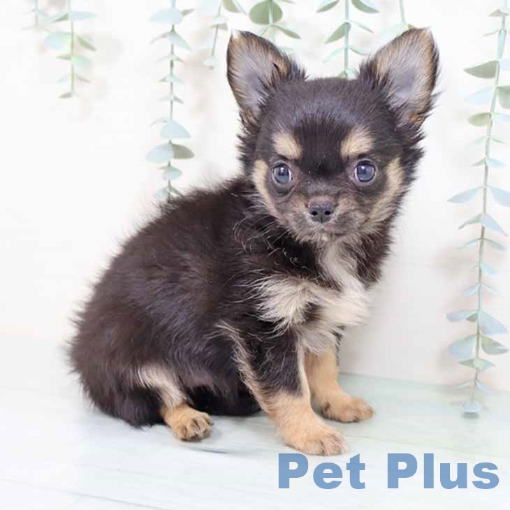 京都府のチワワ(ロング) (ペットプラス イオンモールKYOTO店/2025年8月29日生まれ/男の子/ブラックタン)の子犬の1枚目の画像