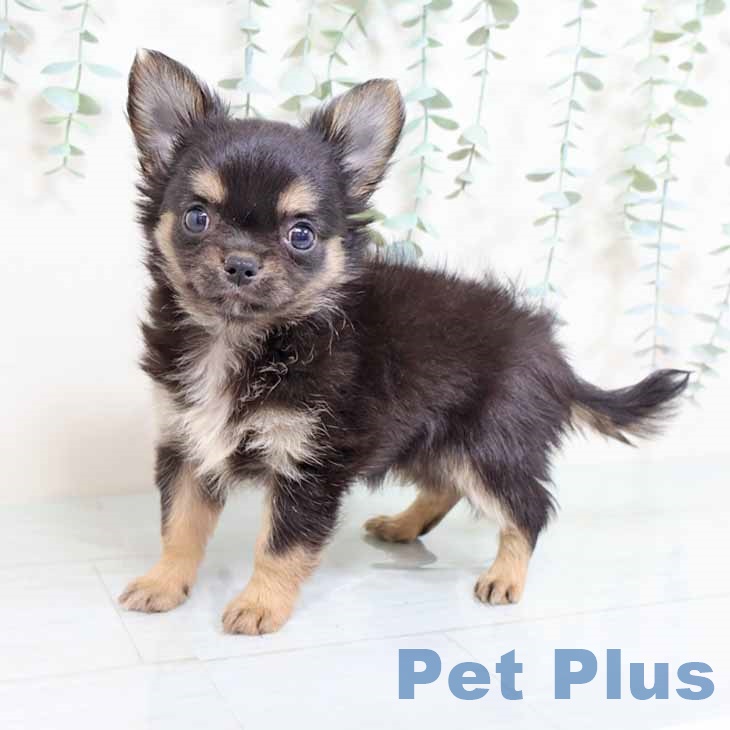 京都府のチワワ(ロング) (ペットプラス イオンモールKYOTO店/2025年8月29日生まれ/男の子/ブラックタン)の子犬の2枚目の画像