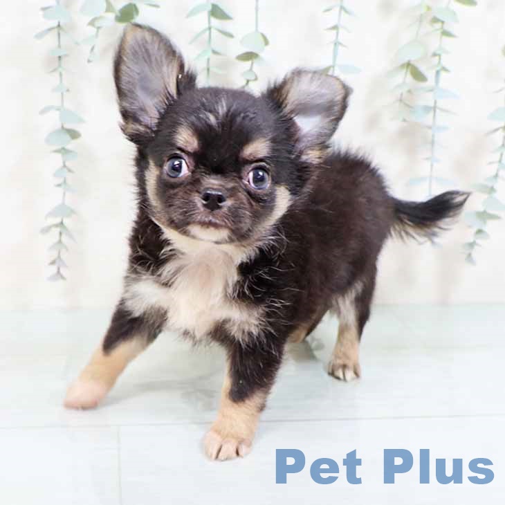 大阪府のチワワ(ロング) (ペットプラス 四條畷店/2025年8月29日生まれ/男の子/ブラックタンホワイト)の子犬の1枚目の画像