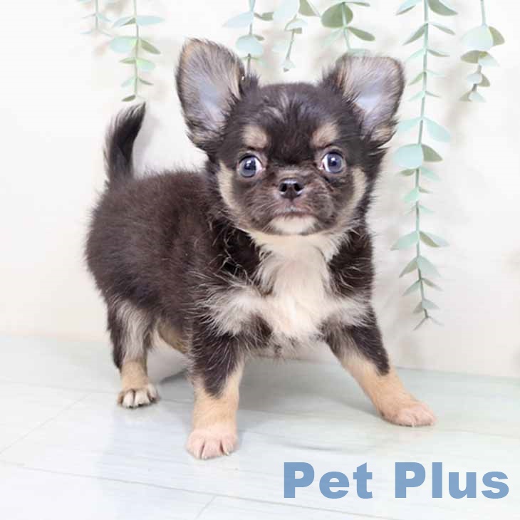 大阪府のチワワ(ロング) (ペットプラス 四條畷店/2025年8月29日生まれ/男の子/ブラックタンホワイト)の子犬の2枚目の画像