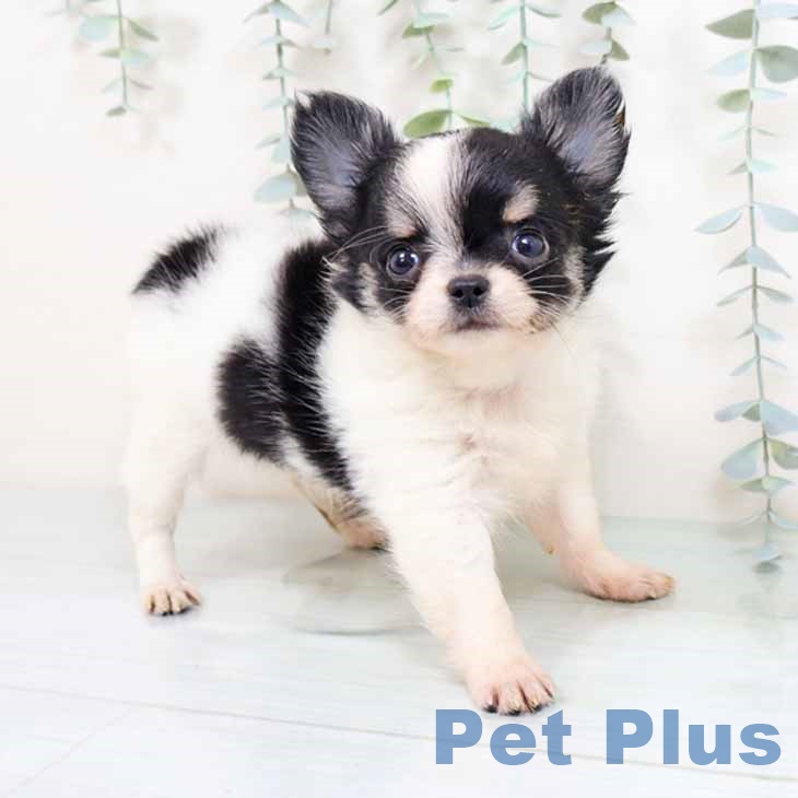 大阪府のチワワ(ロング) (ペットプラス 松原店/2025年8月29日生まれ/男の子/ホワイトブラックタン)の子犬の1枚目の画像