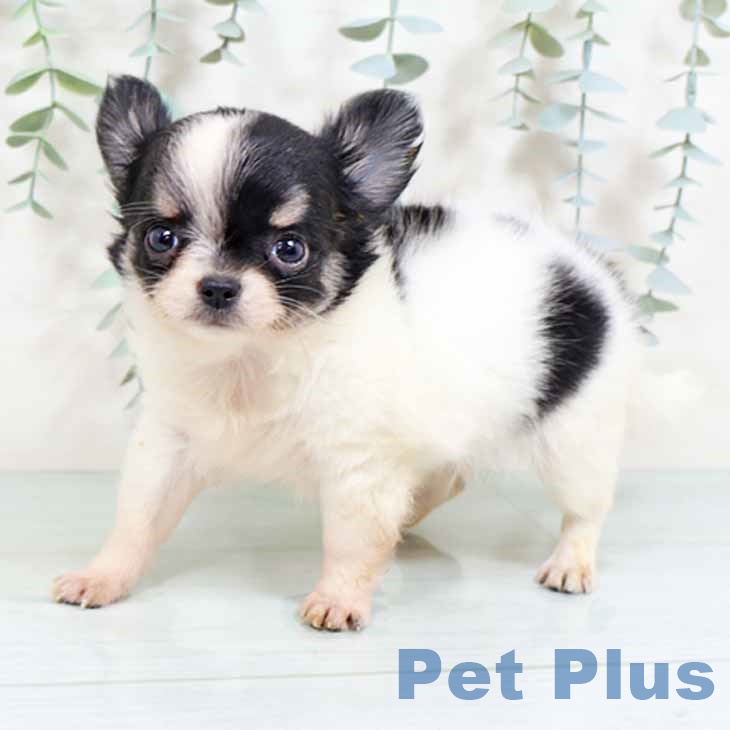 大阪府のチワワ(ロング) (ペットプラス 松原店/2025年8月29日生まれ/男の子/ホワイトブラックタン)の子犬の2枚目の画像