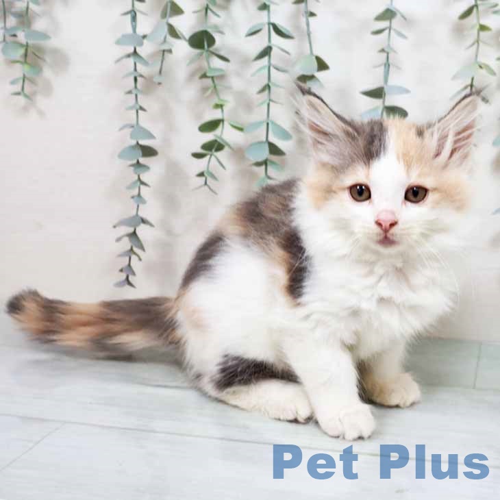 岡山県のノルウェージャンフォレストキャット (ペットプラス 岡山店/2025年8月22日生まれ/女の子/ダイリュートキャリコ)の子猫の1枚目の画像