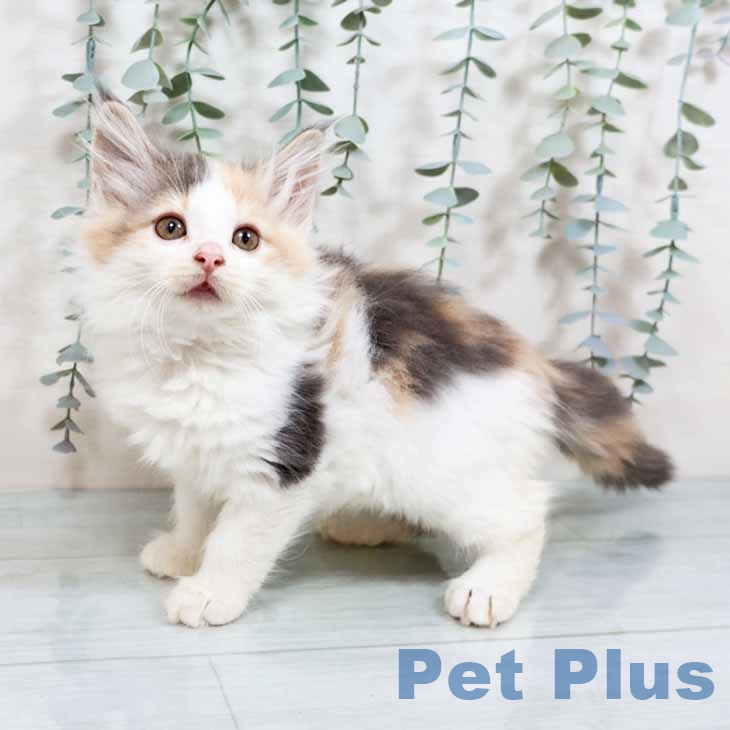 岡山県のノルウェージャンフォレストキャット (ペットプラス 岡山店/2025年8月22日生まれ/女の子/ダイリュートキャリコ)の子猫の2枚目の画像